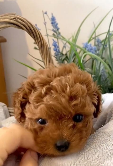 Солодка манюня той пудель