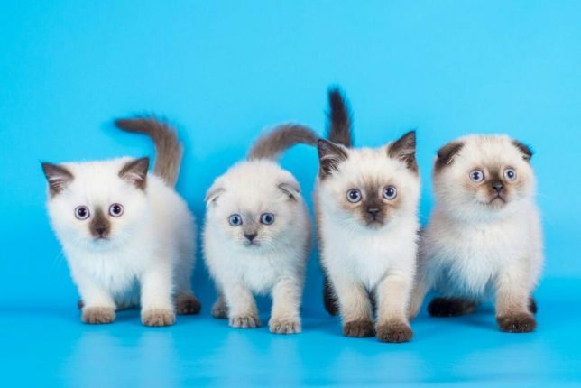 Кот  шотландский