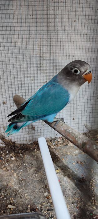 Aves caturras e agroponis