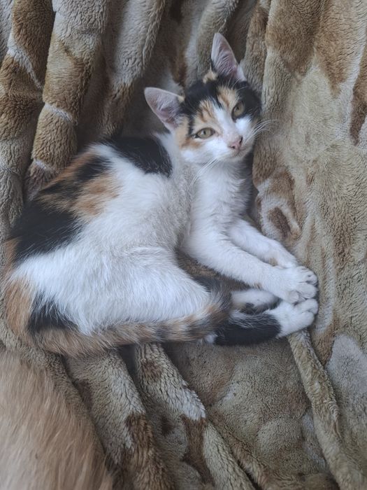 віддам у добрі руки кошенят