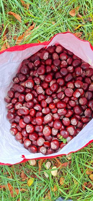 Kasztany tegoroczne dla dzieci do przedszkoli na dekoracje