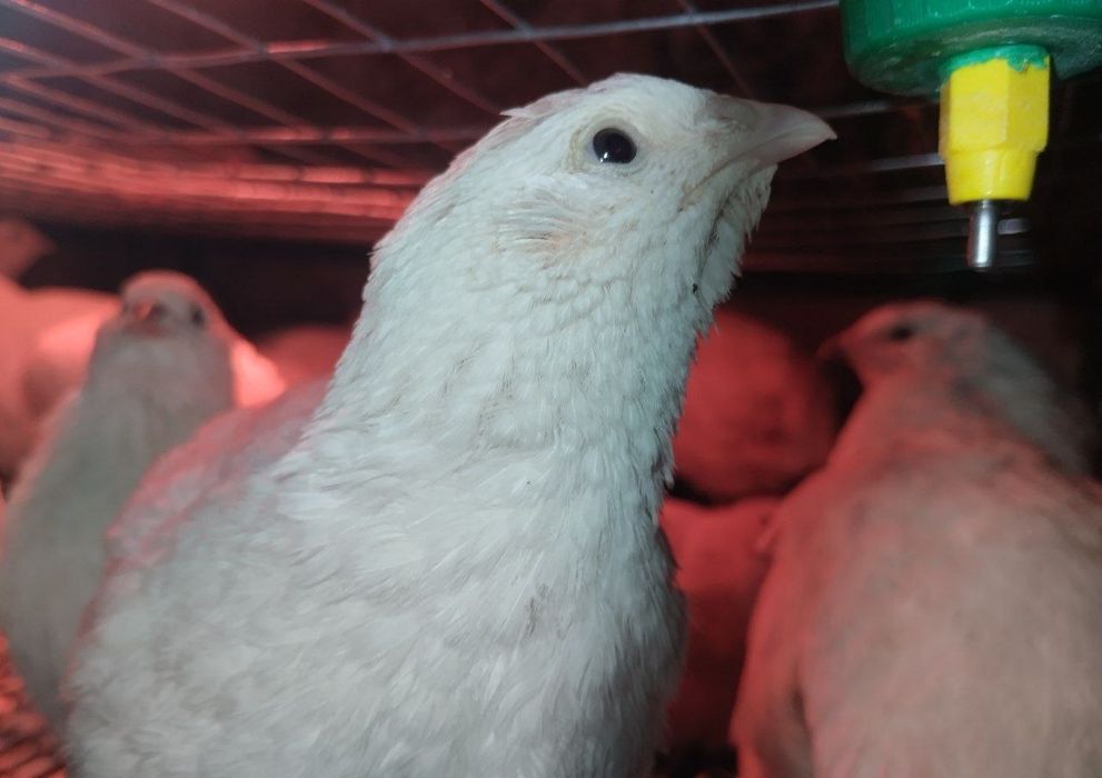 Інкубаційні перепелинні яйця