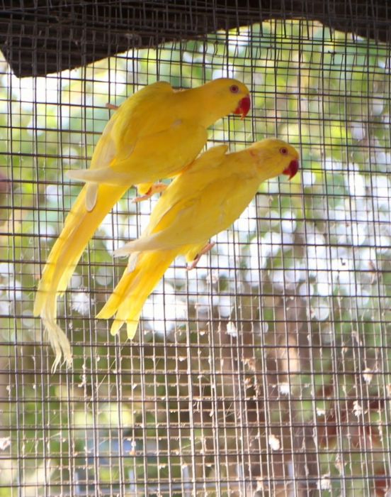 Aleksandretta aleksandretty mlode 25r zielone żółte niebieskie