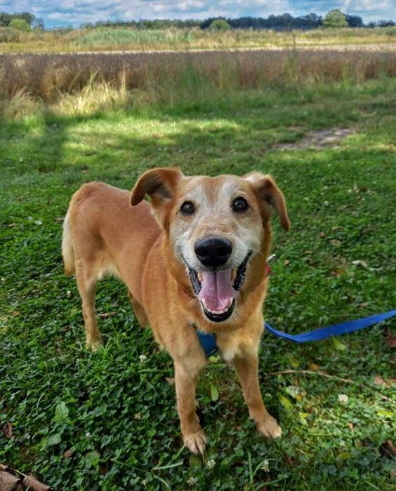 Winnie - wesoły odkrywca poleca się do adopcji.