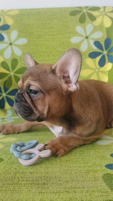 Bulldog frances  blak tan lindissimo