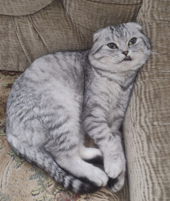 Кошенята Шотландські Блю Поінт