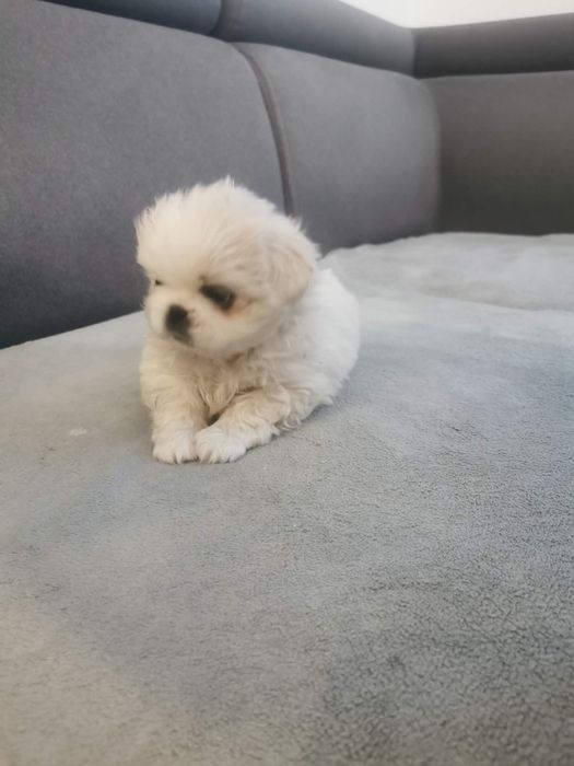 Sprzedam pekińczyki