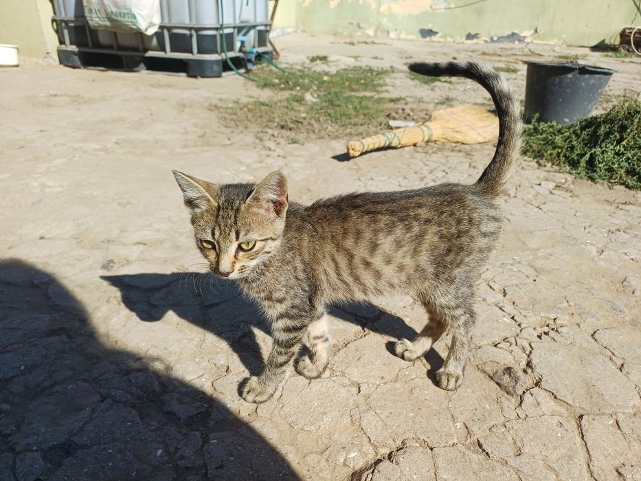 Котята бесплатно. Помогите найти дом для котят