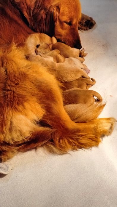 Golden retriever- piesek