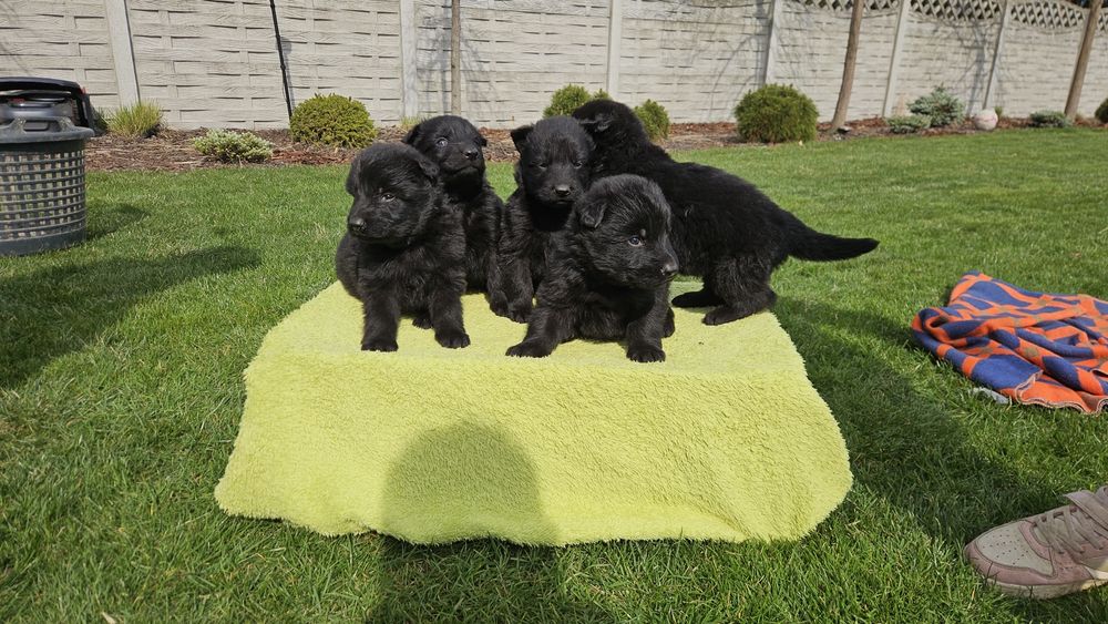 Owczare niemiecki szczeniak