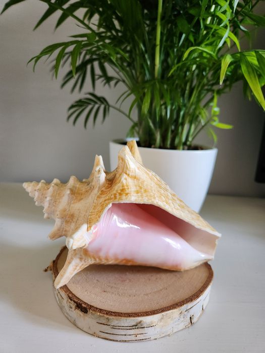 Duża muszla morska 18 cm – różowa koncha | dekoracja boho naturalna