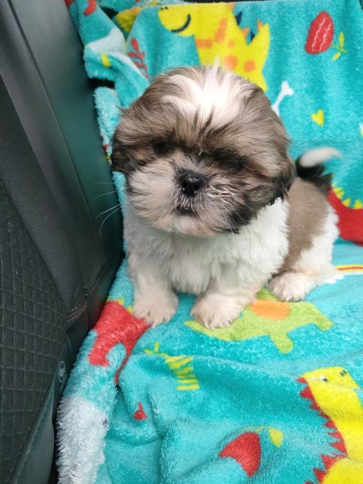 Shihtzu wesoły maluszek