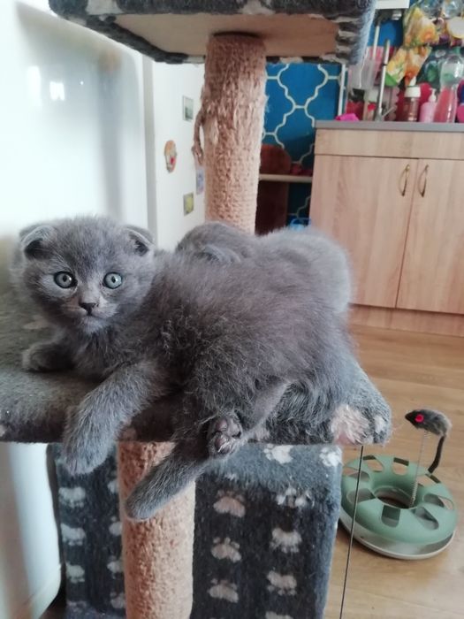 Котята шатладские веслоухие