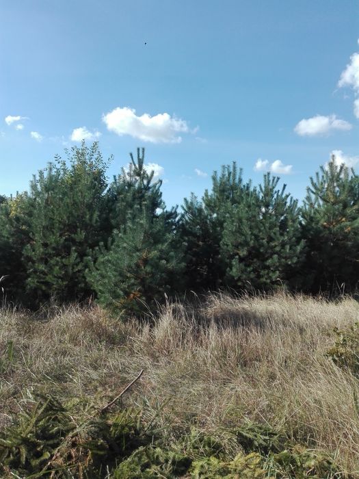 Oddam za darmo drzewa do wycinki