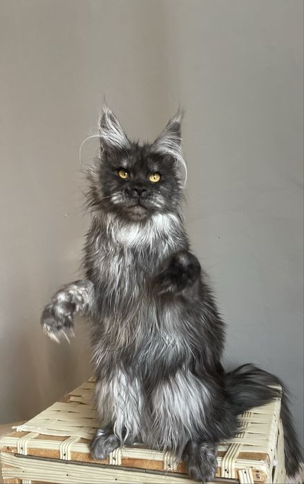 Девочка Мейн кун