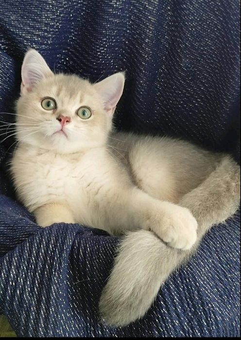 Шотландська золота шиншила прямовухий котик