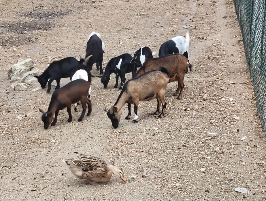 Cabras Anas com 8 meses