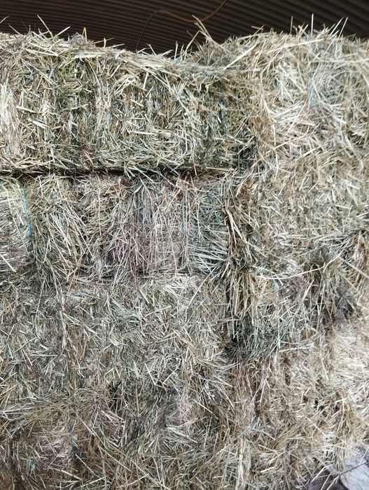 Fardos Feno de azevêm 2025