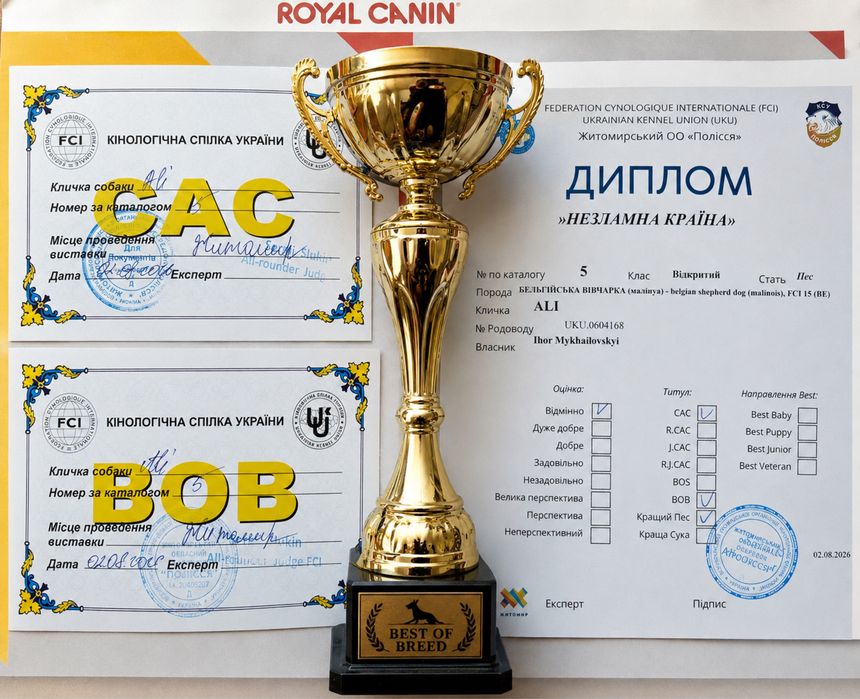 Кобель малінуа ( бельгійська вівчарка) для вязки