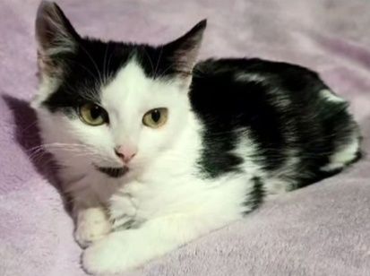 Кошеня, хлопчик, 3 місяці в пошуках господаря і дому