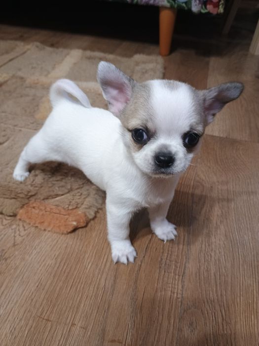 Chihuahua chłopczyk  że znaczeniami lilak