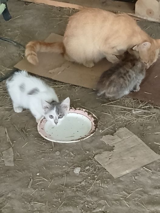 Віддам кошенята в хороші руки