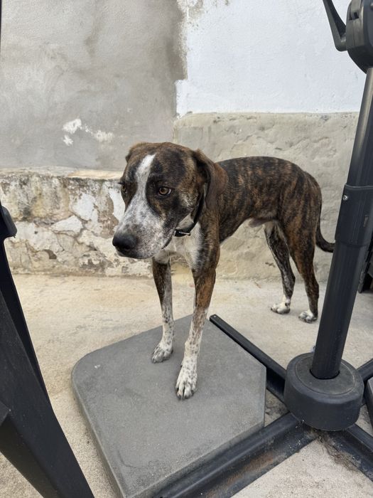 Cão para Adoção!