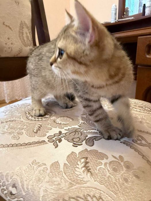 Британське зеленооке тигреня а ніжне як котик