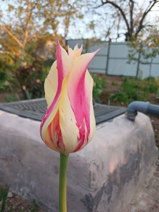 Голанські тюльпани