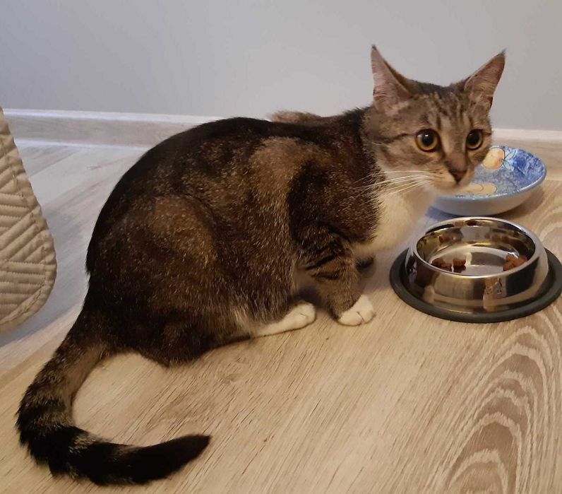 Kaja Okrzejanka - kotka wyrzucona na ulicę jak smieć