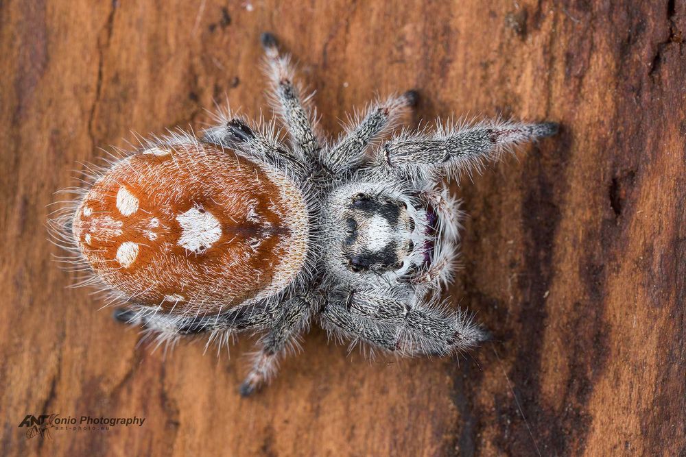 Skakun Phidippus regius Everglades L2/3