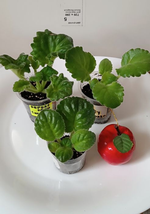 Фиалки сортовые детки