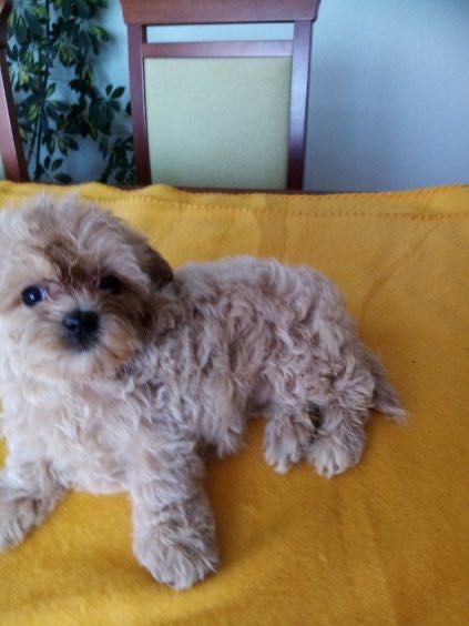 Maltipoo F1B- szczenię