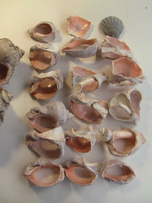 Ракушки для аквариума рапана