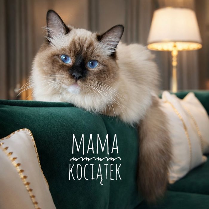 REZERWACJA Ragdoll Kotka Charlotte BADANIA GENETYCZNE rodziców