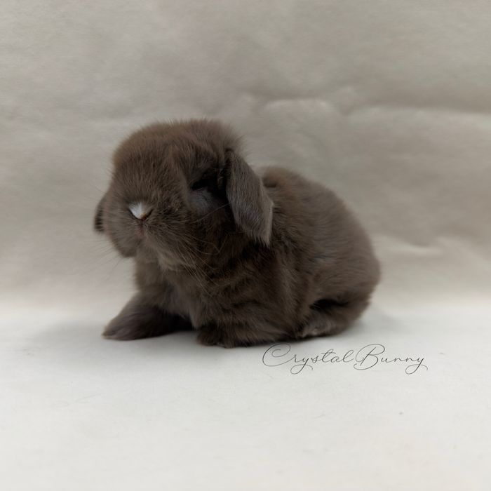 Królik Mini Lop TOP