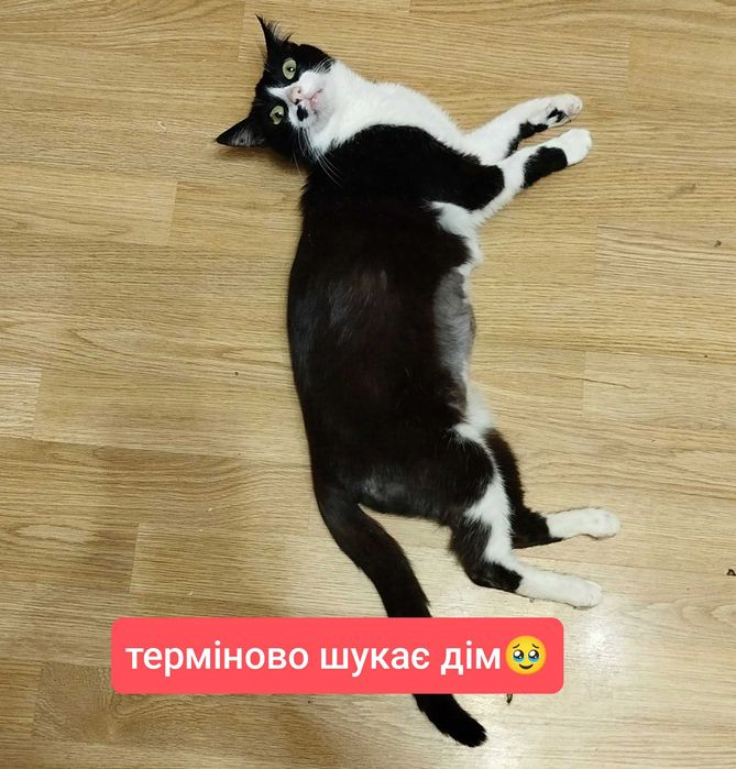 Кішка Ромашка, дуже шукає дім