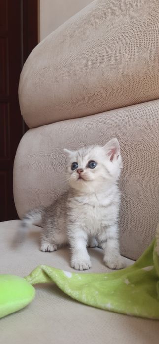 Супер милые котята