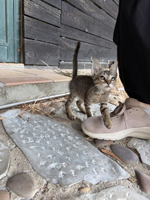 Gatinhos para adoção