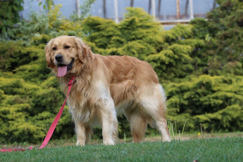 Golden Retriever  - krycie