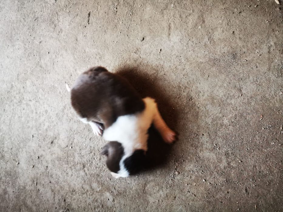 Border collie gratis
