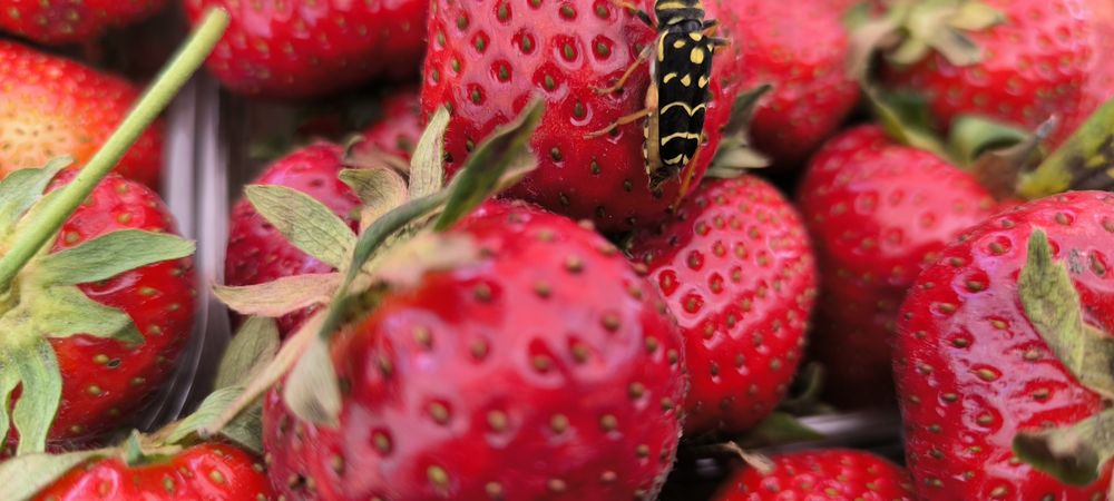 Продам домашню консервацію.Огіркі,помідори різні салати.Аджика.Варення