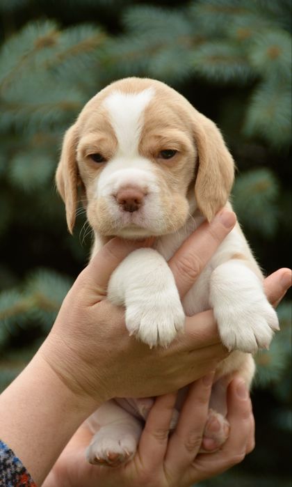 Біглята від виставкової пари