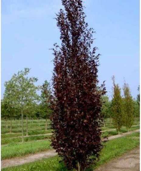 Buk Kolumnowy DAWYCK PURPLE 8-10