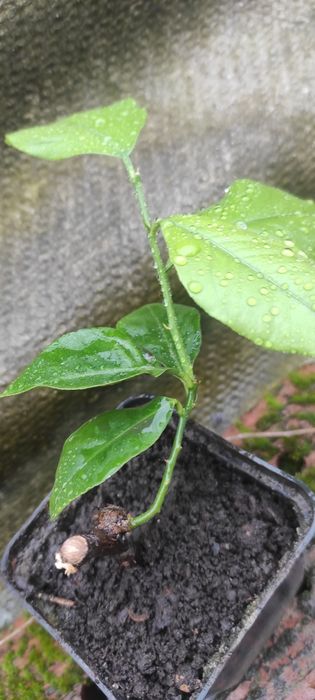 Продам власновкорінені живці плодоносного лимонного дерева