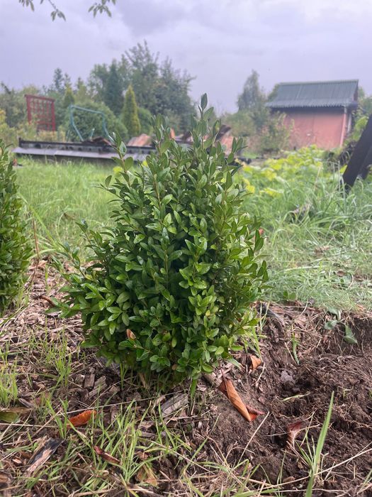 Bukszpan do przesady 5 sztuk
