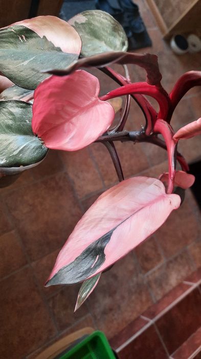 Філодендрон Pink Princes, Рожева принцеса