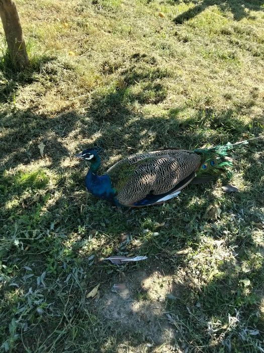 Vendo pavão  macho