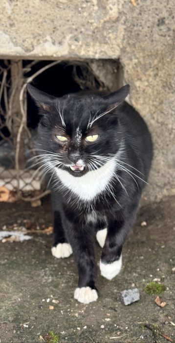 Терміново‼️Котик шукає люблячу родину ‼️