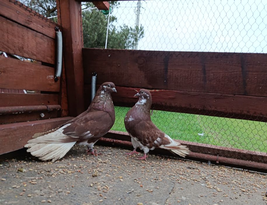 Sprzedam gołębie ozdobne RÓŻNE i pocztowego !!!